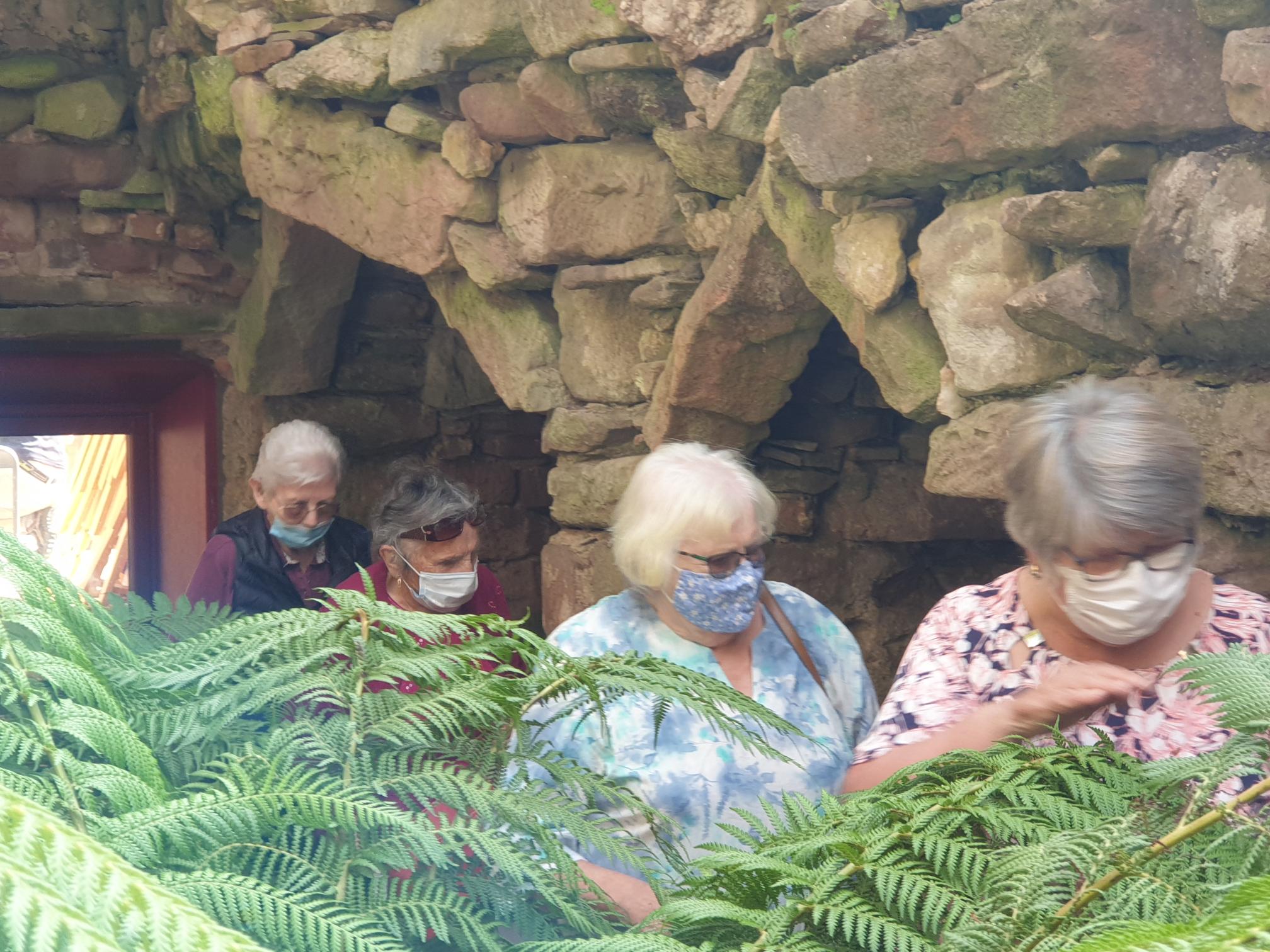 Four adults wearing face maskswak thorugh high ferns and vegetation