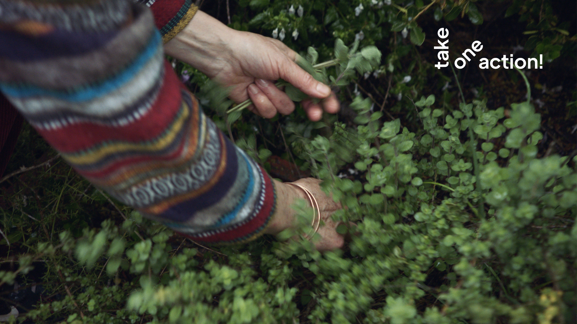 A close-up shot of a person's arms reaching into some foliage to pick some herbs. They are wearing a multicoloured long-sleeved shirt and two bracelets. The white Take One Action logo is in the top right-hand corner.