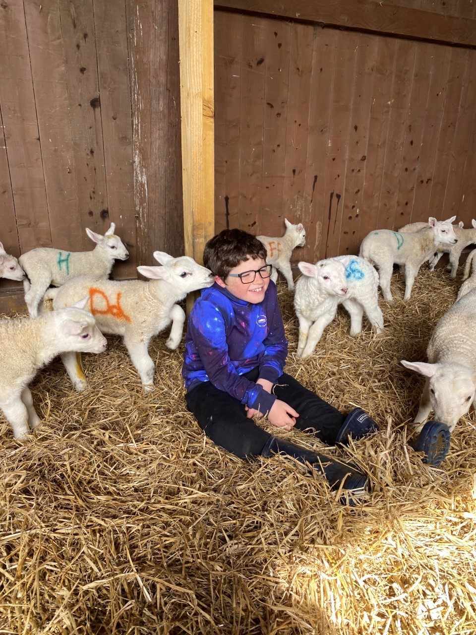 One of our young people sits in a barn full of hay surrounded by lambs